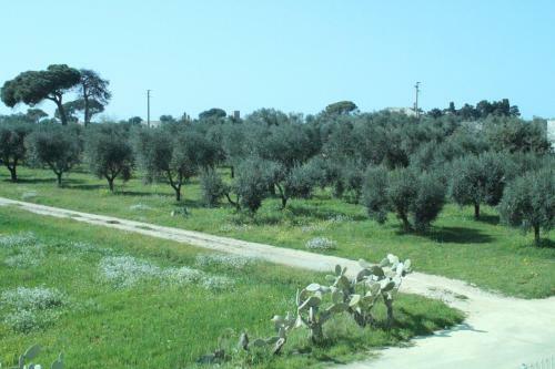 Piccolo Ulivo B&B Salento