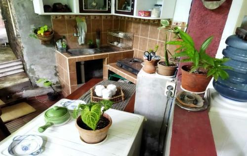 Hostal Borobudur Homestay Durian