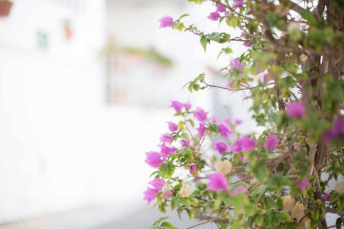 Hostal El Olivar