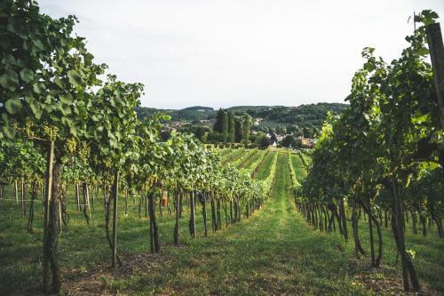 Bed & Breakfast Wein & G�stehof Erlacher
