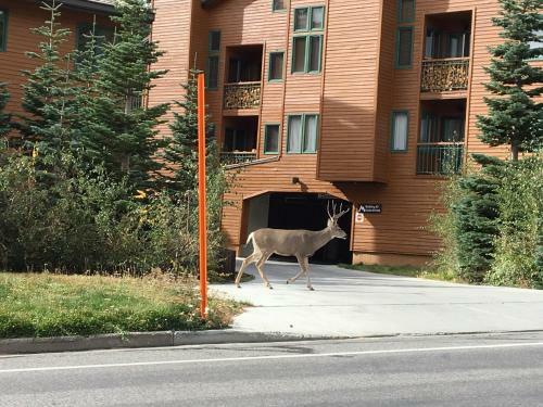 Mountainback #50, Pet Friendly