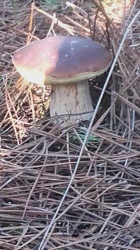 Bed & Breakfast Casa Dos Pingos De Mel