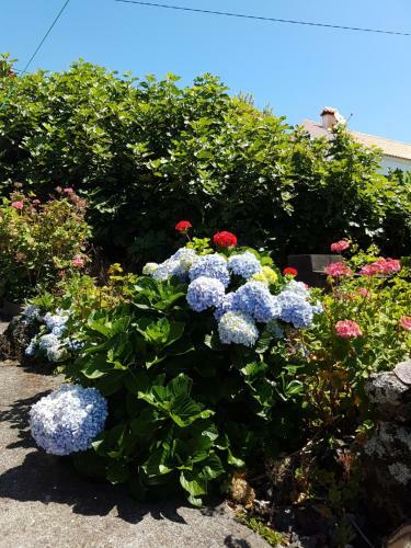 Adega Da Figueira