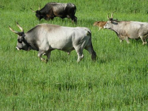Agroturismo Le Murelle Country Resort