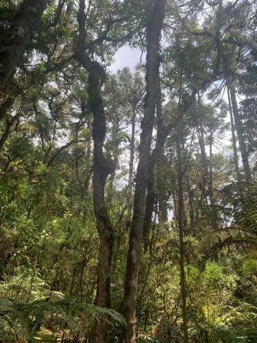 Chal� Arauc�ria Campos Do Jordao