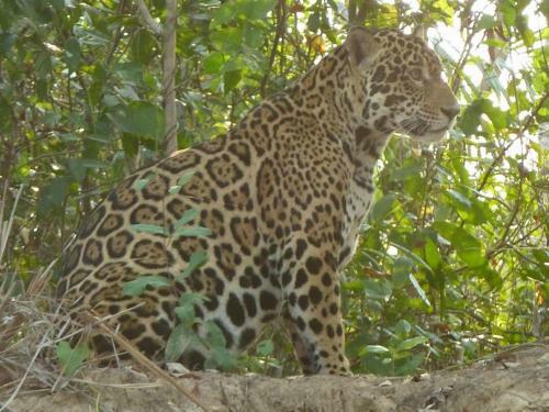 Spot Jaguar Pantanal Sul- Camping - Tour