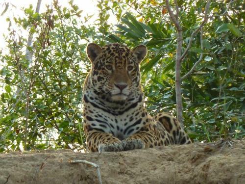 Spot Jaguar Pantanal Sul- Camping - Tour