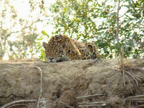 Spot Jaguar Pantanal Sul- Camping - Tour