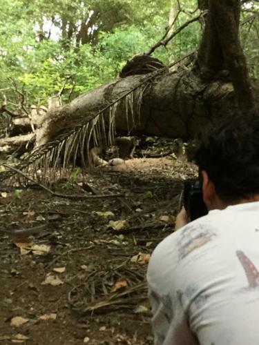 Spot Jaguar Pantanal Sul- Camping - Tour