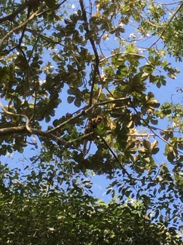 Spot Jaguar Pantanal Sul- Camping - Tour