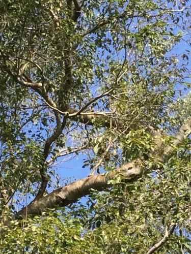 Spot Jaguar Pantanal Sul- Camping - Tour