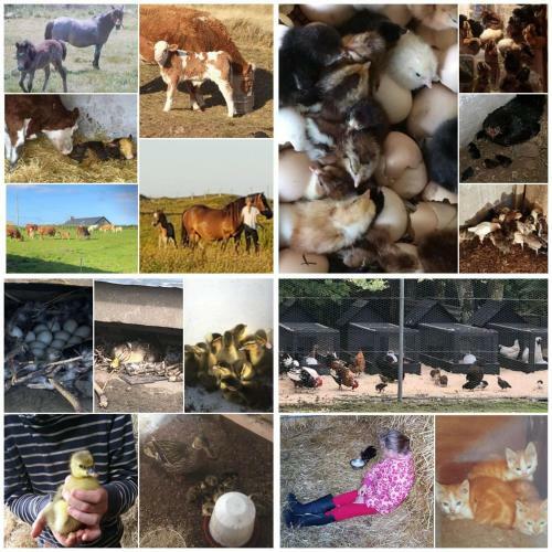 Ross Beach Family Farmhouse B&B