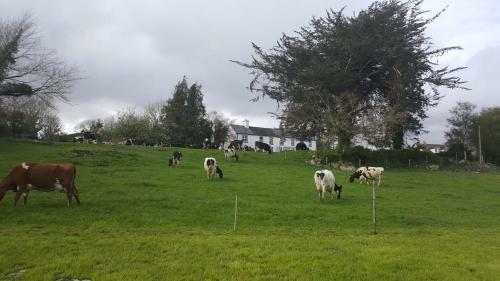 Bed & Breakfast Gortamullen House, Kenmare
