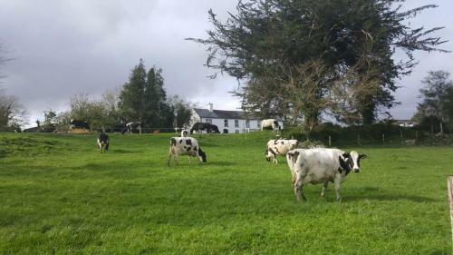 Bed & Breakfast Gortamullen House, Kenmare