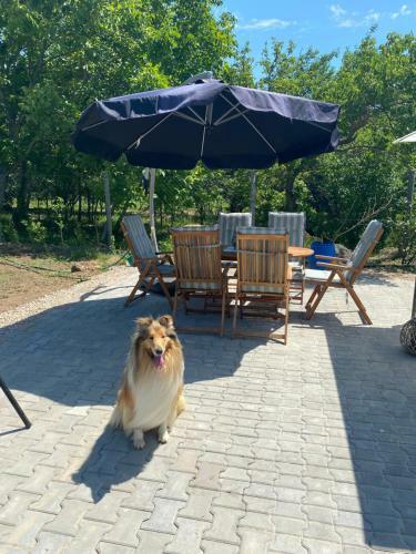 Bab�rsom Apartman