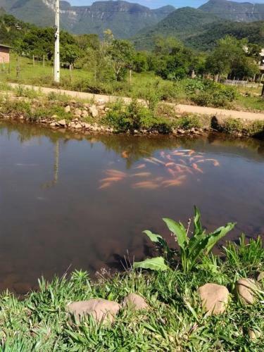 Coelho Recanto Dos Vales