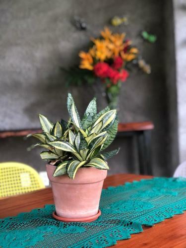 Casa Boutique Maraca Privativa Para 6 Pessoas Com Pets