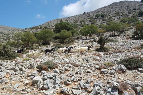 Villa Strata (a Path To Psiloritis Mountain)