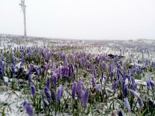 Ko?a Ojstrica - Velika Planina