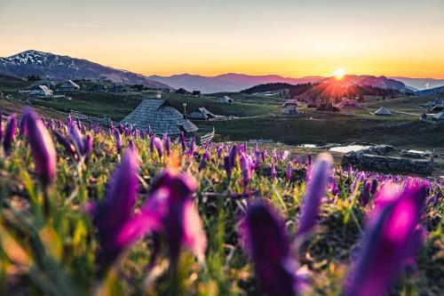 Ko?a ?afran - Velika Planina