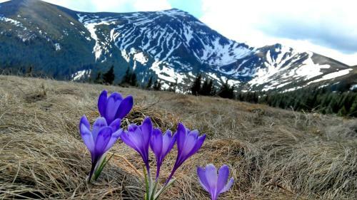 Lodge Cottage Ozerniy