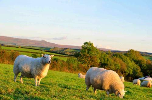 Apartamento Authentic Mongolian Yurt