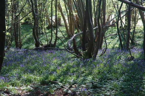 Apartamento Bluebells