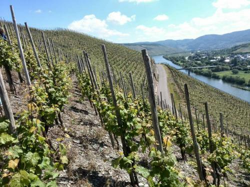 Apartamento Weingut & Gastehaus Andreas Erz