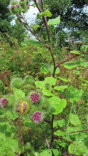 Apartamento Ferienwohnung Apel Im Herzen Der Vulkaneifel