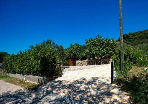 House Olive Tree