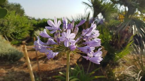 Guest House B&B Pietra Bianca