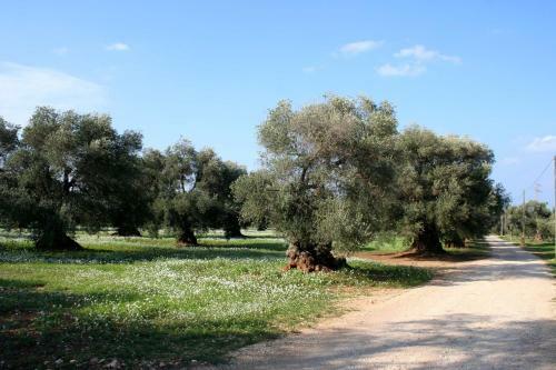 Agroturismo Agriturismo Masseria Morrone