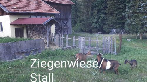 Posada Landgasthof Vogl - Zum Klement