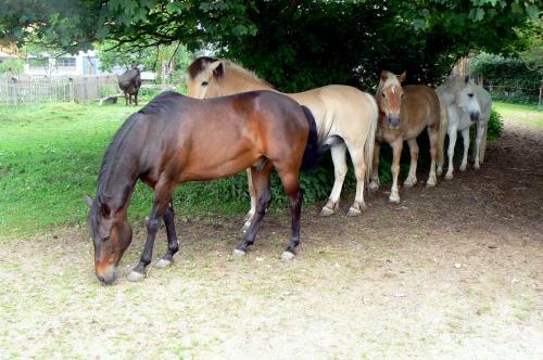 Apartamento Spring-hof