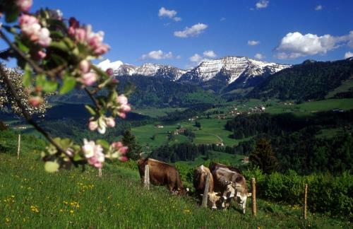 Apartamento Fewo Hoamatle, Oberstaufen