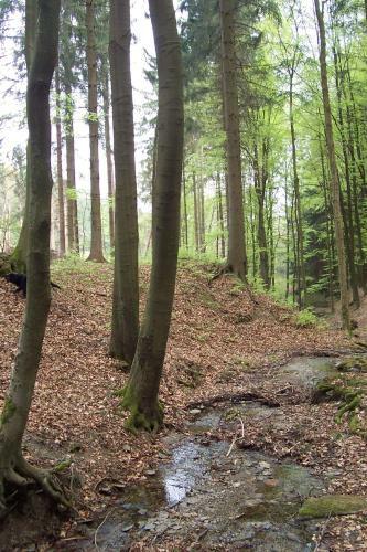 Apartamento Ferienwohnungen Sauerland Und Olsberg