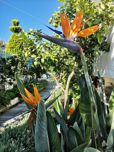 Apartamento Ferienhaus Athens Marmor Garden