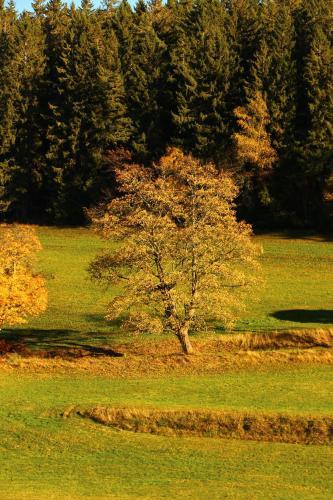Hostal Gasthof Schwarzwaldtanne
