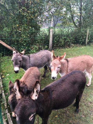Schaap8 Bed En Breakfast