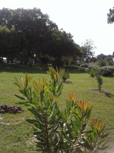 Guinea Fowl