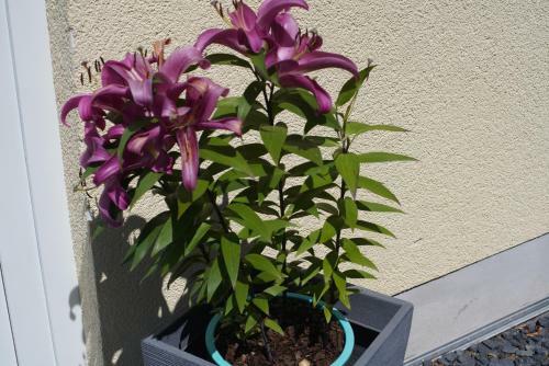 Apartamento Ferienwohnung Ahrtalblick