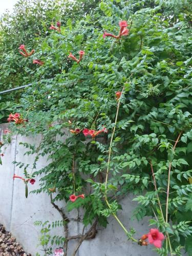 Apartamento Ferienwohnung Schwartz