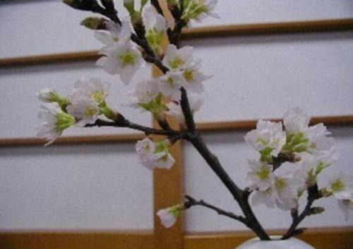 Hotel Wakaba Ryokan / Vacation Stay 29376