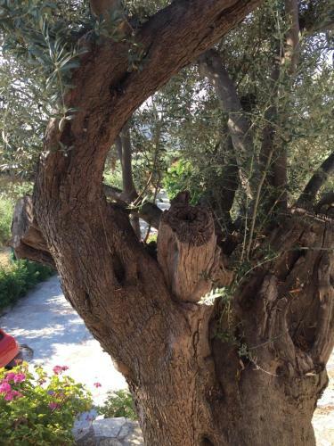 Villa Kalivi (olive Farm House)