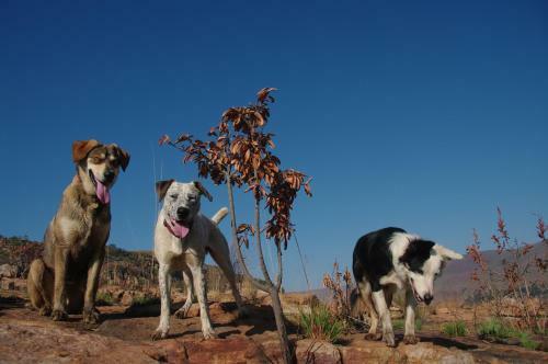 Lodge Tegwaan Country Getaway