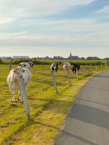 Hostal Gastenverblijf Hof Moye Tyt