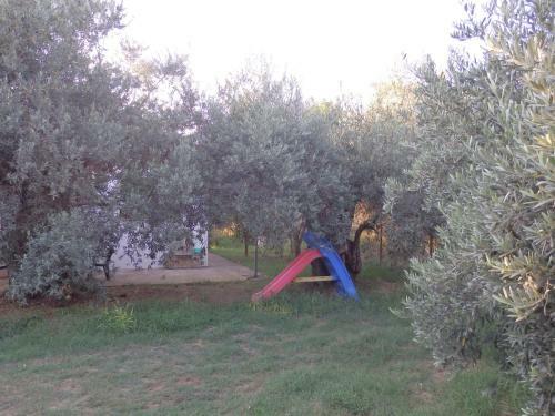 The Small House In The Olive Grove
