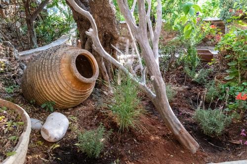 Villa Positivespace Olive Tree