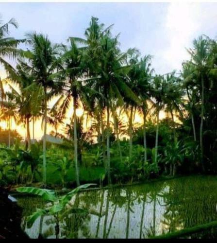 Pondok Diana Arta