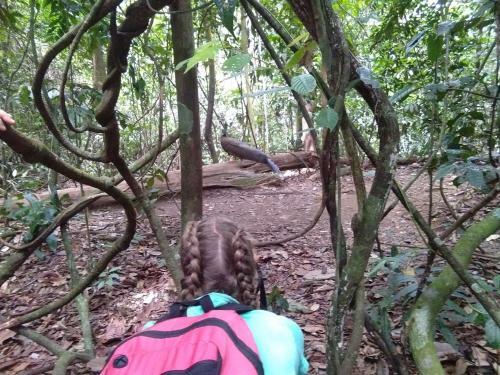 Hostal Bukit Lawang Landak River Guest House